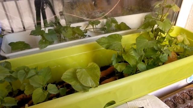 Батат оживает после полива смотреть онлайн