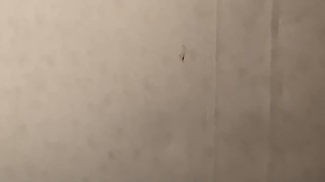 Установили подоконники своими руками?? Рецепты от папы: ХОРОВАЦ ? VLOG смотреть онлайн