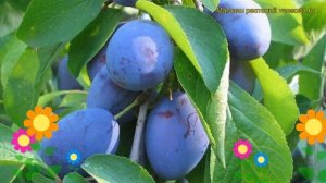 Слива Нарочь. Краткий обзор, описание характеристик, где купить саженцы prunus sp. Naroch