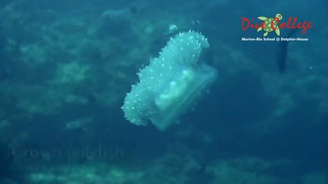 Jellyfishes (Medusozoa) of Moalboal смотреть онлайн