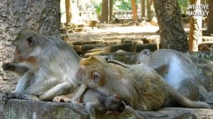 So Lovely Baby Monkey Brandi Staying With Big Mom Monkey Bridget