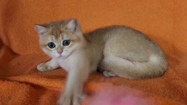 Британская золотая шиншила смотреть онлайн