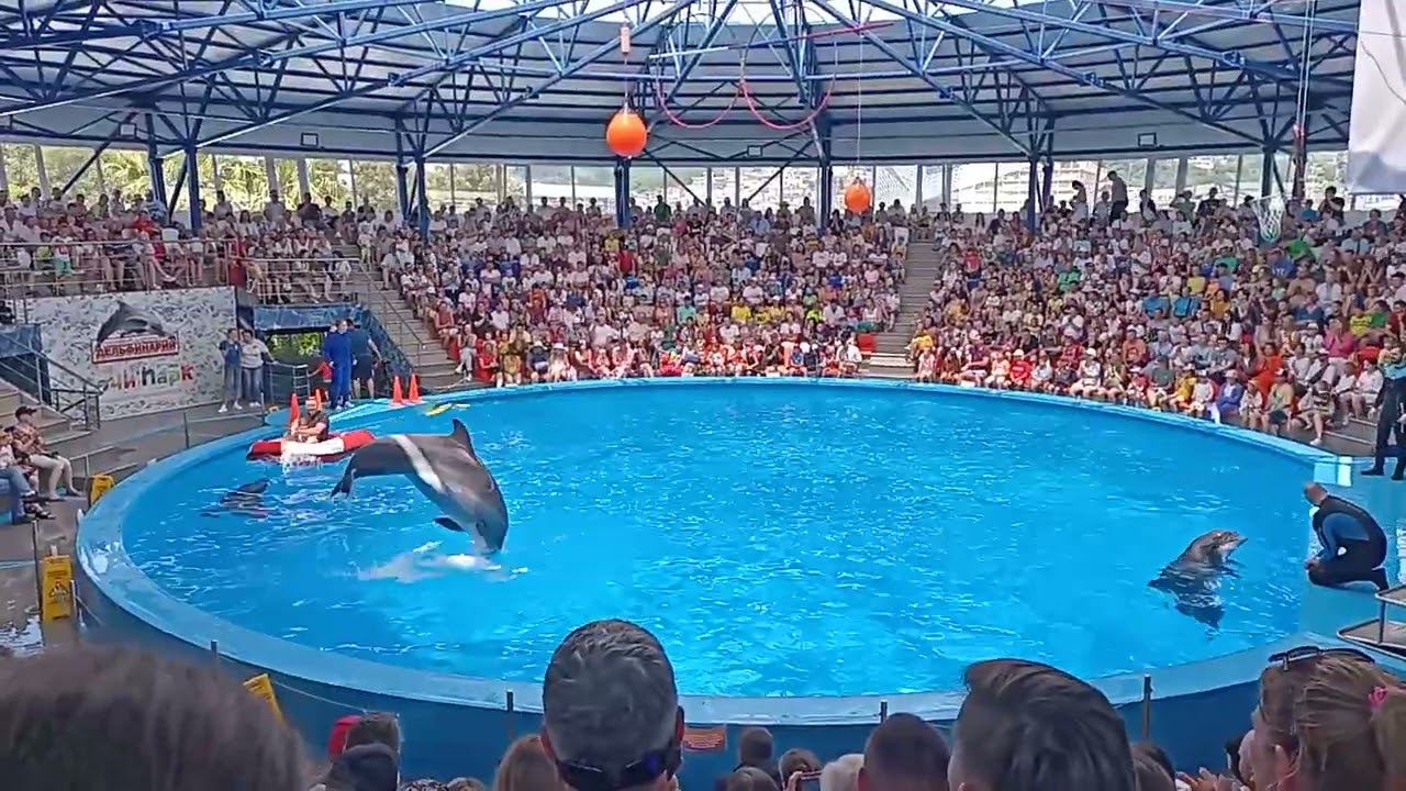 ШОУ В ДЕЛЬФИНАРИИ ||СОЧИ ПАРК✨