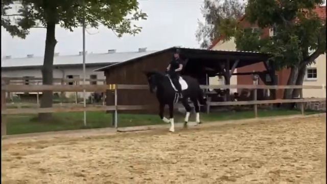 Dressage horse for sale-Janne - ČT - Lancelot x Falun xx - *2009 смотреть онлайн