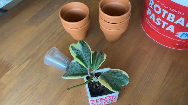 Hoya Kerrii albomarginata silver - пересадка моей прошлогодней новинки смотреть онлайн