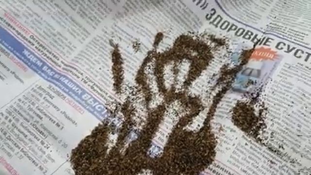 ЛЬВИНЫЙ ЗЕВ выращивание из семян. львиный зев посев семенами.посев семенами.mp4