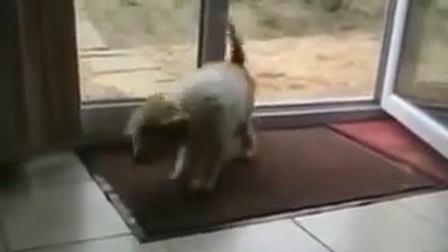 кто ходит в гости по утрам.mp4 смотреть онлайн