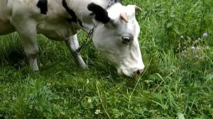 Красивая корова кушает травку, звуки коровы