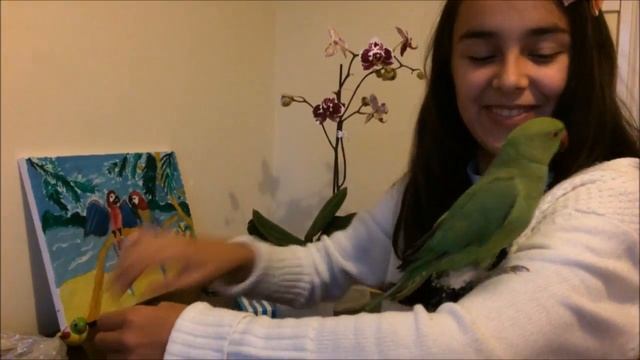 Ожереловый попугай. игрушки для попугая часть 3. FUNNY Parrots смотреть онлайн