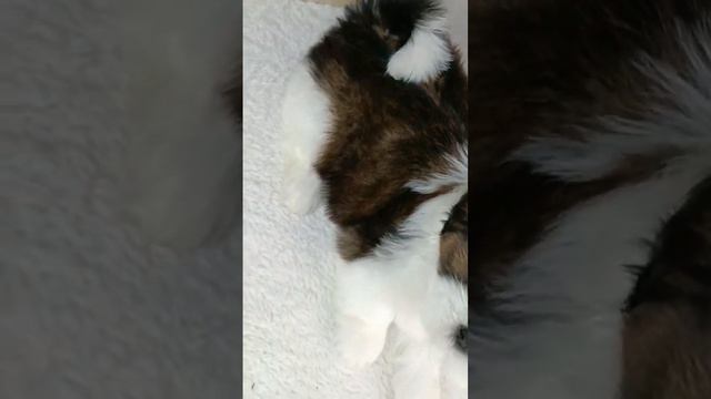 Девочка и мальчик ши-тцу 🥰 смотреть онлайн