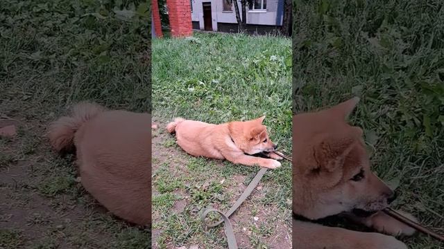 Нашему малышу вчера исполнилось 4 месяца!!!! Щенок Сиба-ину 4 месяца! ❤️❤️❤️ #shibainu #сибаину смотреть онлайн