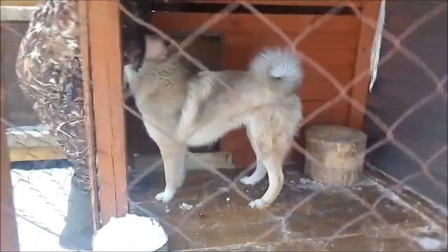 Наши лайки в ожидании прогулки