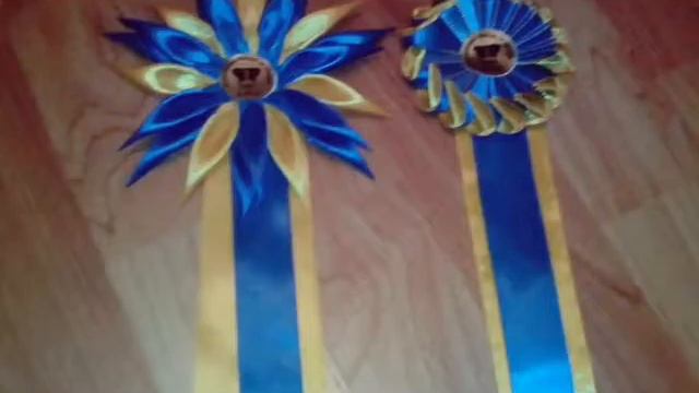 НАГРАДЫ МОЕЙ СОБАКИ !