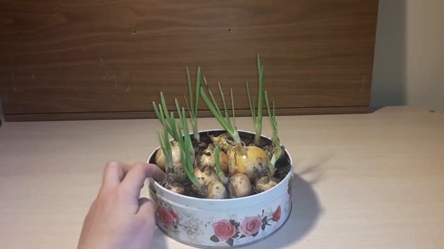 Как выращивать лук и чеснок дома часть 2 смотреть онлайн