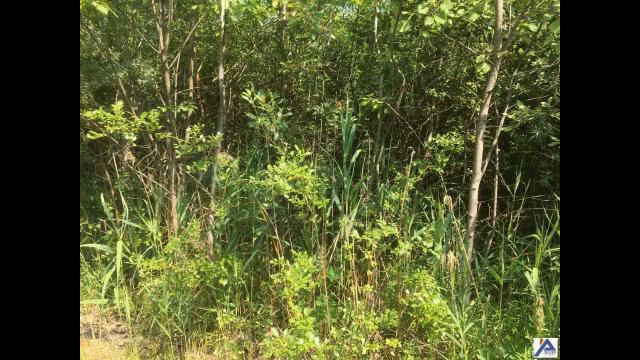 Участок ИЖС, под ПМЖ в Электрогорске смотреть онлайн