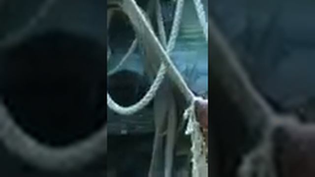 Московский зоопарк летом/ июль 2019 смотреть онлайн