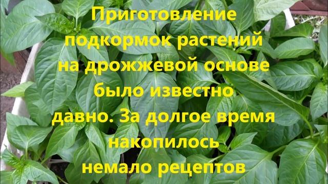 Подкормка перца дрожжами, описание и рецепты