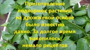Подкормка перца дрожжами, описание и рецепты