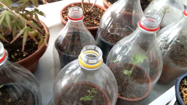Azalea y pre-bonsai смотреть онлайн