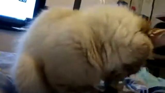 Как почистить зубы коту смотреть онлайн