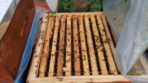 Обработка пчел щавелевой кислотой