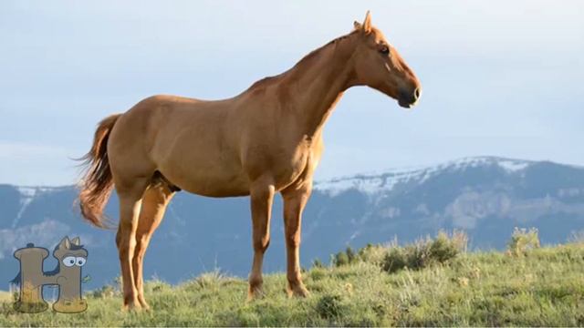 Learn to Spell Animals with Alphabetimals/50 animals vocabulary words/aprender animales en inglés смотреть онлайн
