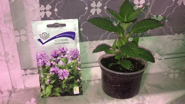 Обзор развития котовника «голубая пантера»