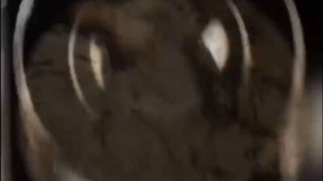 Любите суши ? Что живет в сырой лососине ... смотреть онлайн