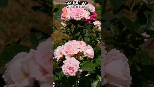 Роза Амаретто в продаже! 5.08.23 смотреть онлайн