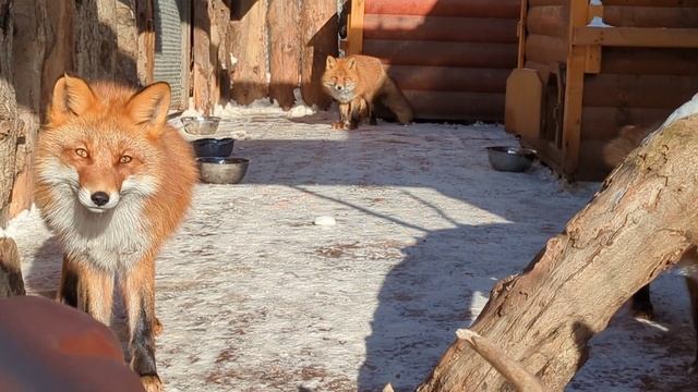 Солнечные лисички смотреть онлайн