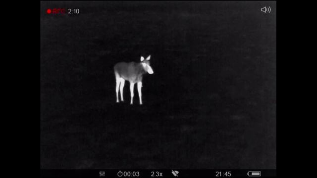 Ваба лося, разбор вокализации самца часть 1 смотреть онлайн