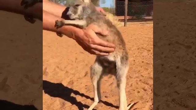 Какой милый маленький кенгуру? смотреть онлайн