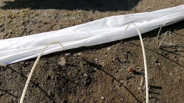 Обрезаю розы. Как перезимовали розы.