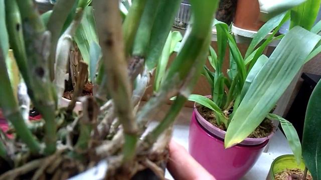 Новая каттлея cattleya Bc. Maikai 'Mayuki. получила 27 июня 2019г. смотреть онлайн