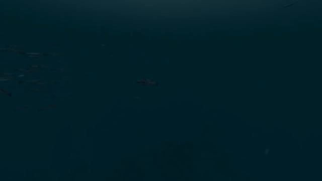 Sharks 3D Live Wallpaper and Screensaver смотреть онлайн