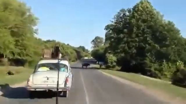 Собака на крыше машины смотреть онлайн