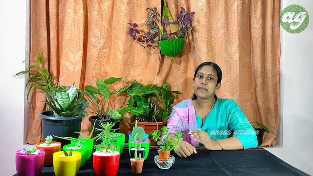 succulent plant in malayalam | Cares and Tips for beginners | അറിയേണ്ടതെല്ലാം смотреть онлайн