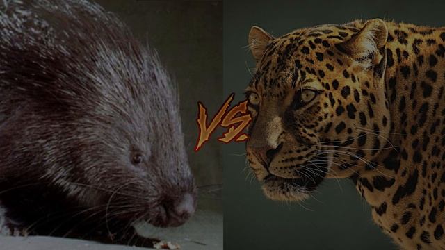 5 Смертельных битв животных. смотреть онлайн