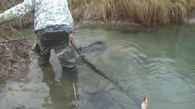 Охота на бобра проходным капканам кп 320/420