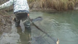 Охота на бобра проходным капканам кп 320/420