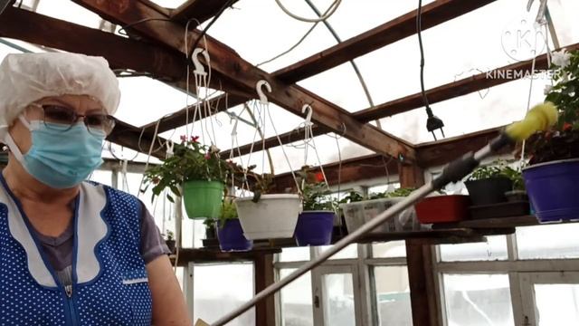 Тепличный Vlog ?. Профилактика от заболеваний. смотреть онлайн