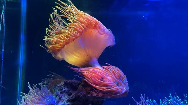 Национальный центр морской жизни National SEA LIFE Centre Birmingham 23 смотреть онлайн