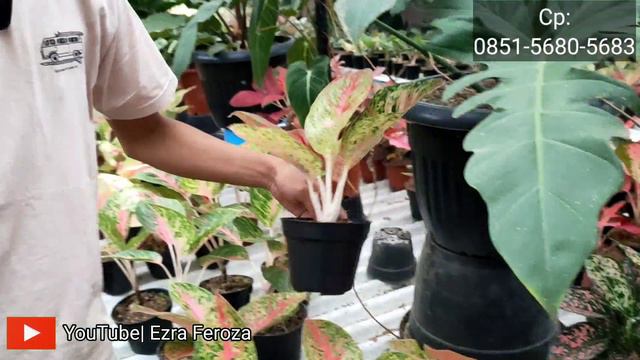 PERDANA KUNJUNGAN DI AGLOPEDIA BANYAK PROMO AGLAONEMA DENGAN HARGA GILA-GILAAN 📢📢 смотреть онлайн