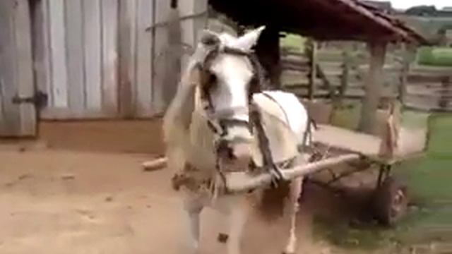 Умное животное!!! смотреть онлайн