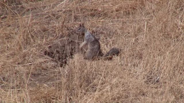 California Ground Squirrel Warning Call смотреть онлайн