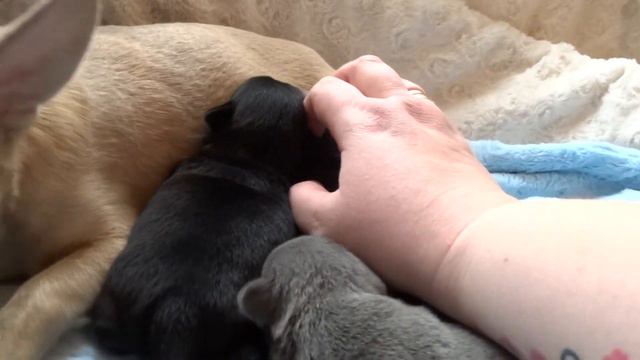 Chihuahua Miot N Kadachi skończył 2 tyg. смотреть онлайн