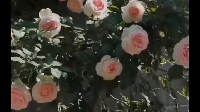 "Классная розочка" Слова и музыка Е. Бахар смотреть онлайн
