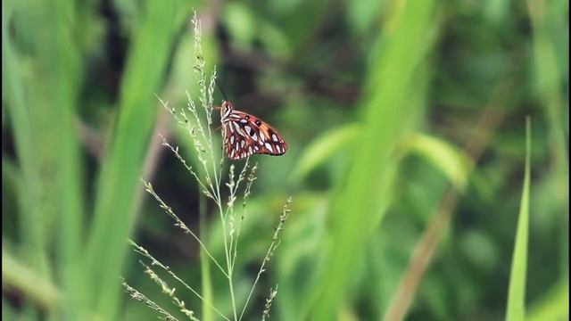 Habanera (Carmen) - Georges Bizet