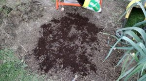 290_Катран (улучшенный аналог хрена). Посев семян осенью.