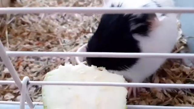 Морская свинка ест кабачок. смотреть онлайн